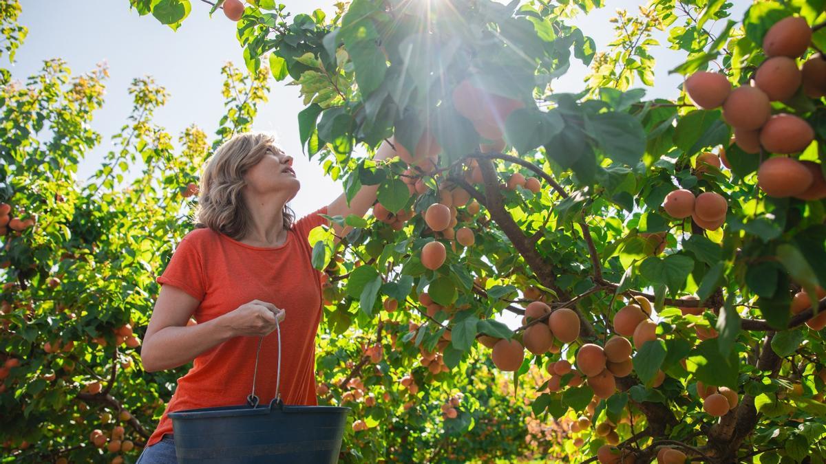 La candidata del PSOE al Congreso por Zaragoza, Pilar Alegría, recoge fruta ayer en La Almunia.