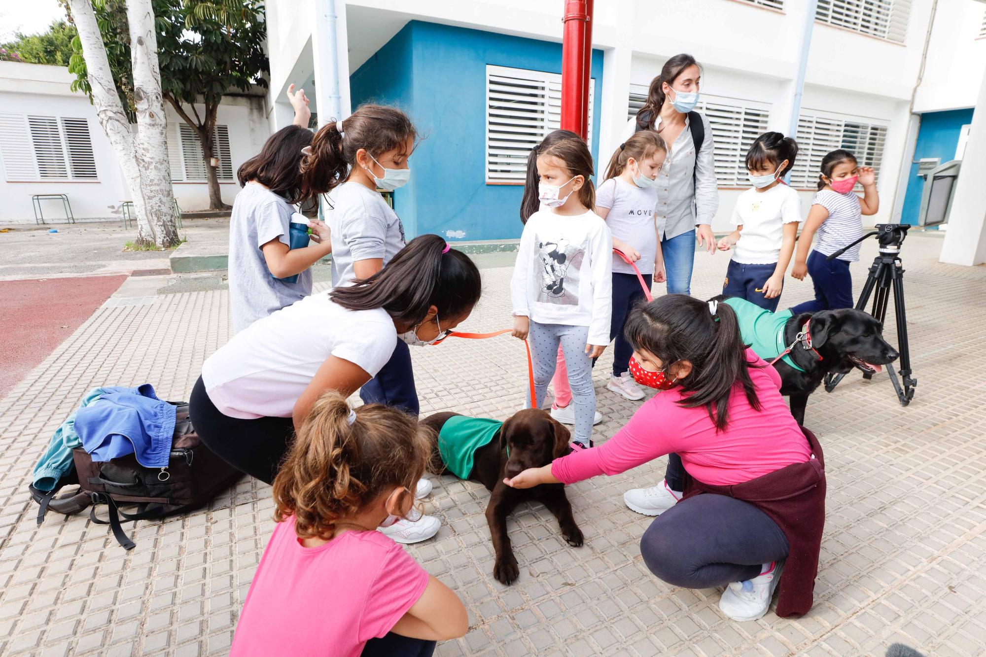 Nica, una nueva terapeuta de cuatro patas para los colegios de Ibiza y Formentera