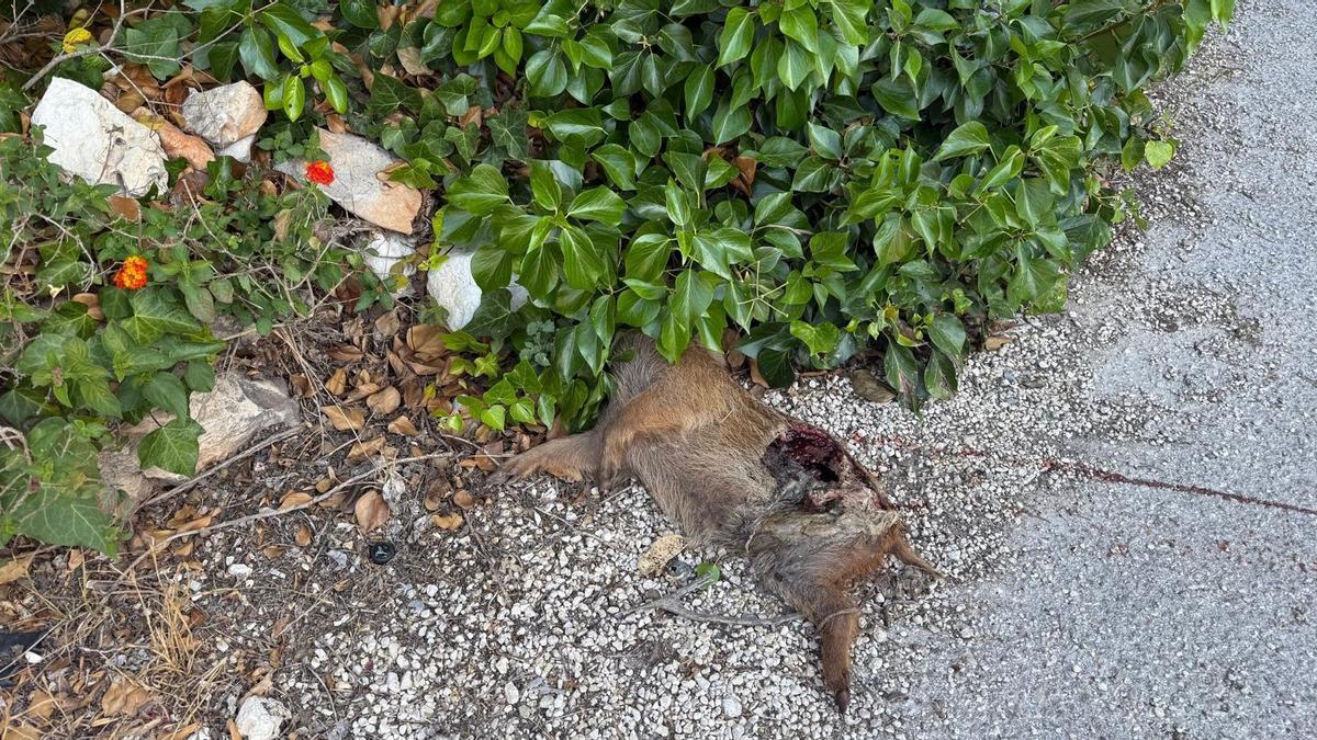 El cadáver de la cría de jabalí