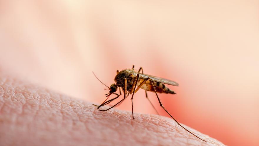 La planta que tienes que tener en tu casa para evitar que entren moscas y mosquitos