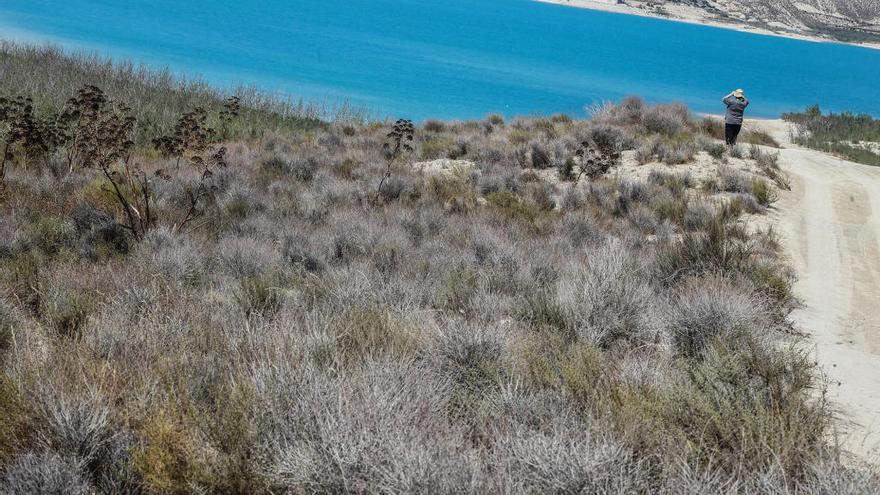 Una imagen del Pantano de la Pedrera, en la Vega Baja