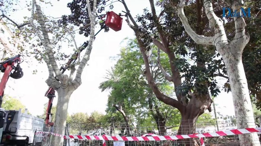 Empieza la poda del ficus centenario de la plaza España