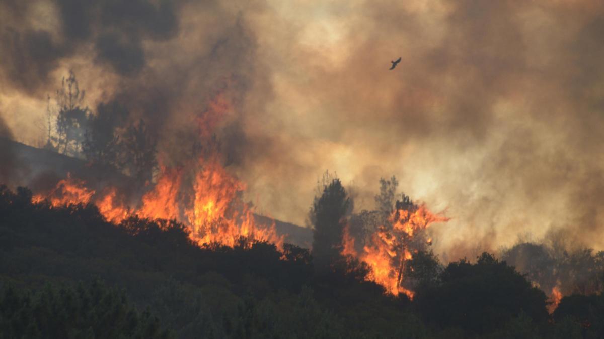 Avance de las llamas en el incendio forestal de Ribas de Sil, en Lugo.