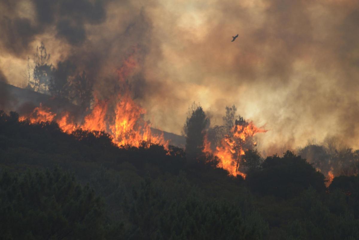 Avance de las llamas en el incendio forestal de Ribas de Sil, en Lugo.