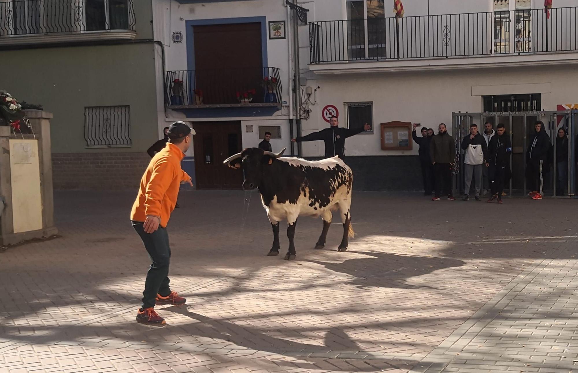 Fin de semana taurina en Navajas por San Antón