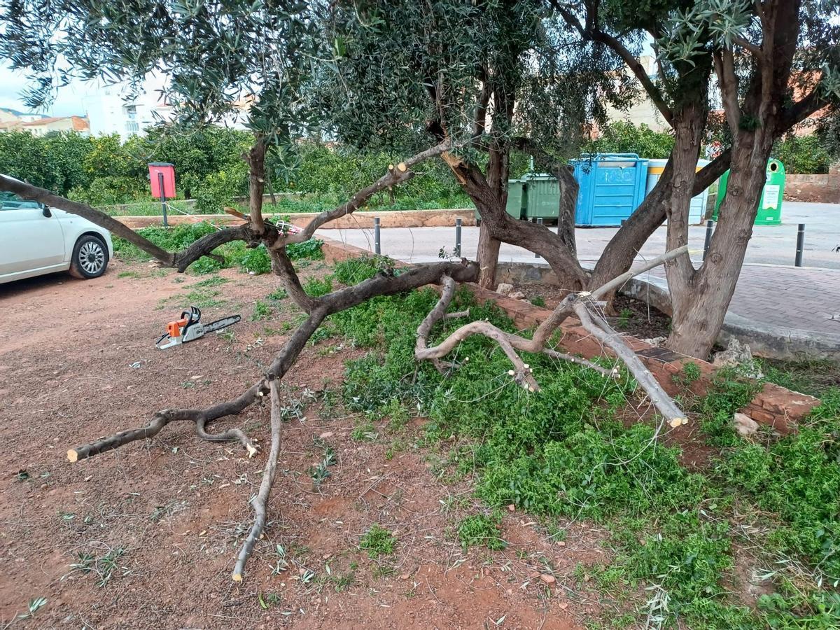 Efectos de las fuertes rachas de viento en El Camp de Morvedre