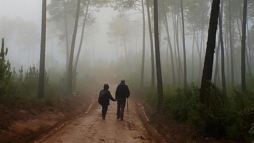 Paseo entre pinares en la ruta El Castillo-Aguafría