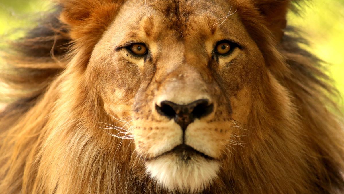 Un gran león africano.