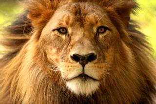Una ONG pide al Gobierno de Sudáfrica acabar con la "cruel" industria de cría de leones