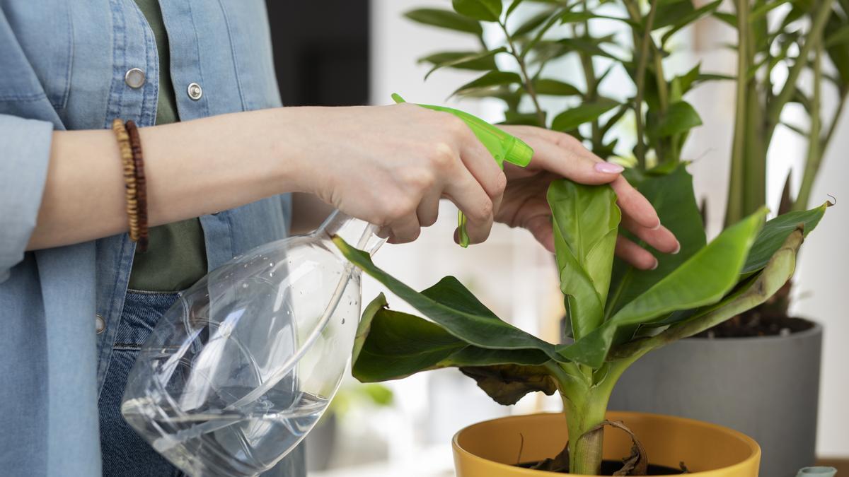 Desvelando los secretos del vinagre: La solución mágica para tus plantas de interior