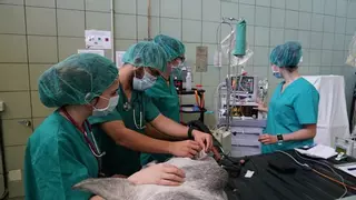 María Villalba Orero, tras la primera implantación de marcapasos en un caballo: "Queremos estar a la vanguardia, pero necesitamos más financiación"