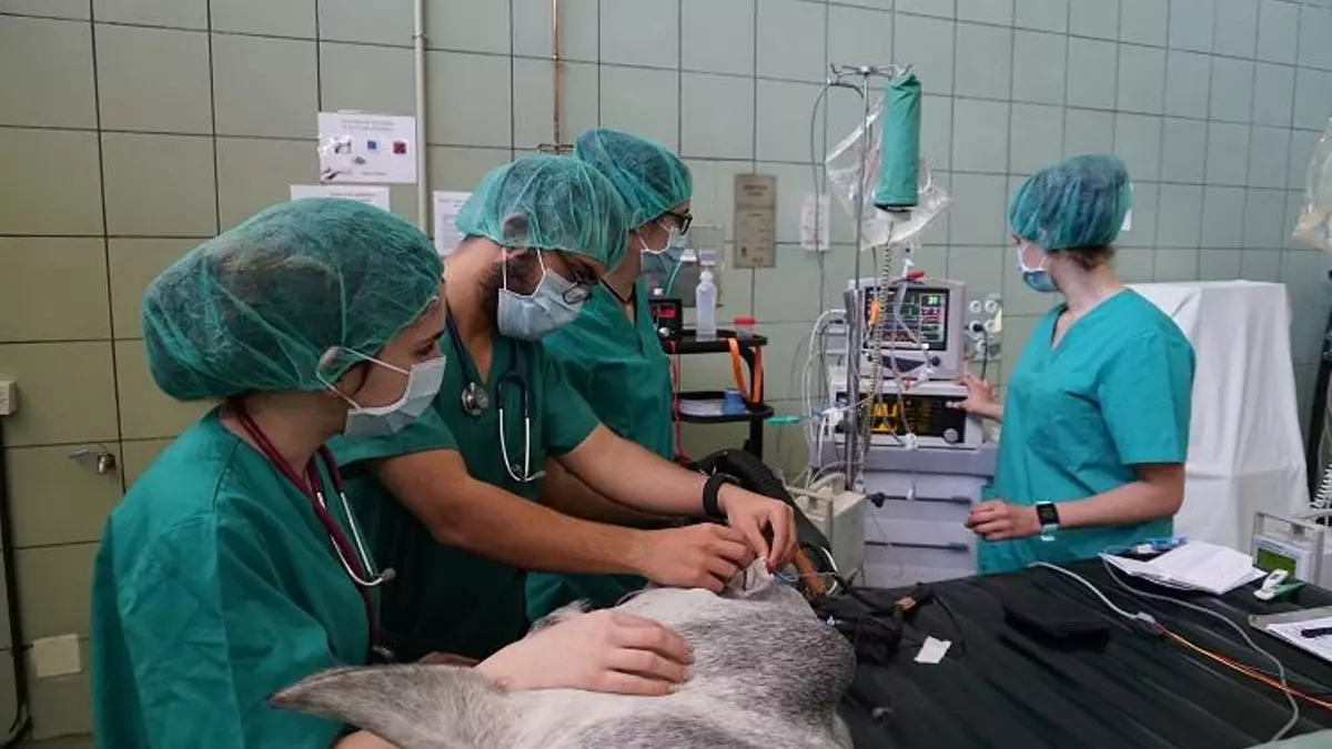 María Villalba Orero, tras la primera implantación de marcapasos en un caballo: "Queremos estar a la vanguardia, pero necesitamos más financiación"