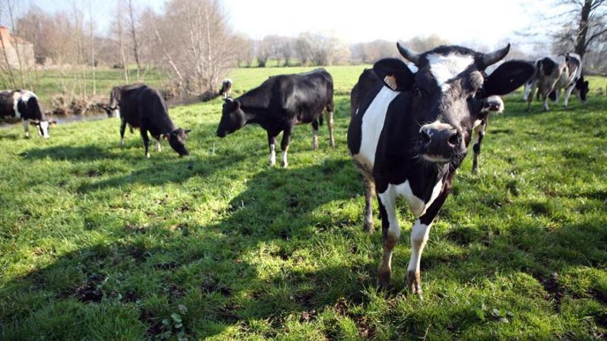 Cinco meses de cárcel para el ganadero que infectó a sus vacas para cobrar 140.000 euros