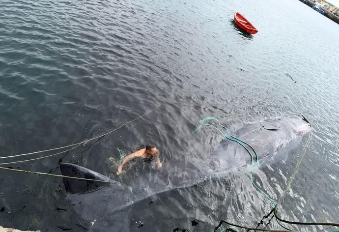 14/03/2019 TALIARTE. TELDE. Recogida del cachalote varado en la costa de Telde.   Fotografa: YAIZA SOCORRO.