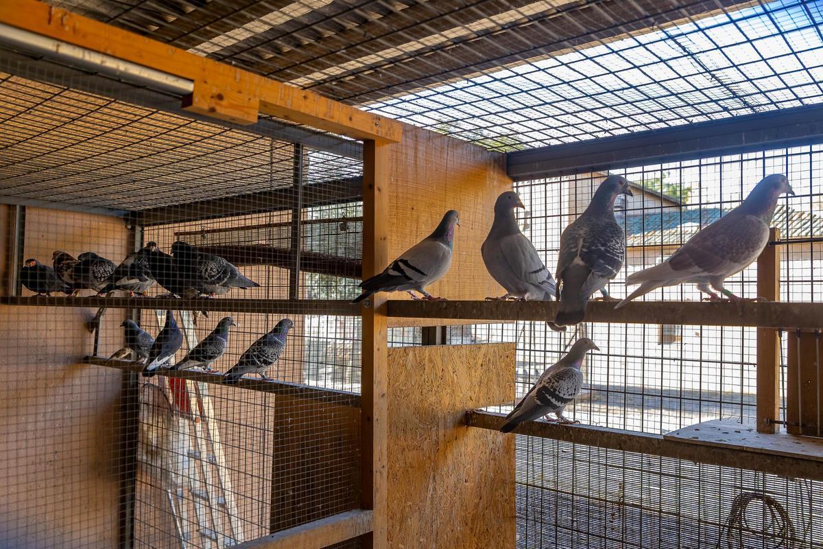 El 60% de los colombófilos en Madrid son extranjeros, la mayoría de origen rumano.