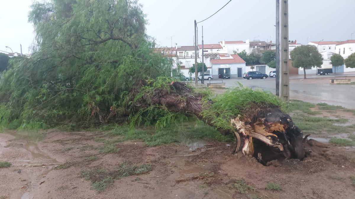 Un árbol de uno de los parques de Villanueva de Córdoba tras la tormenta.