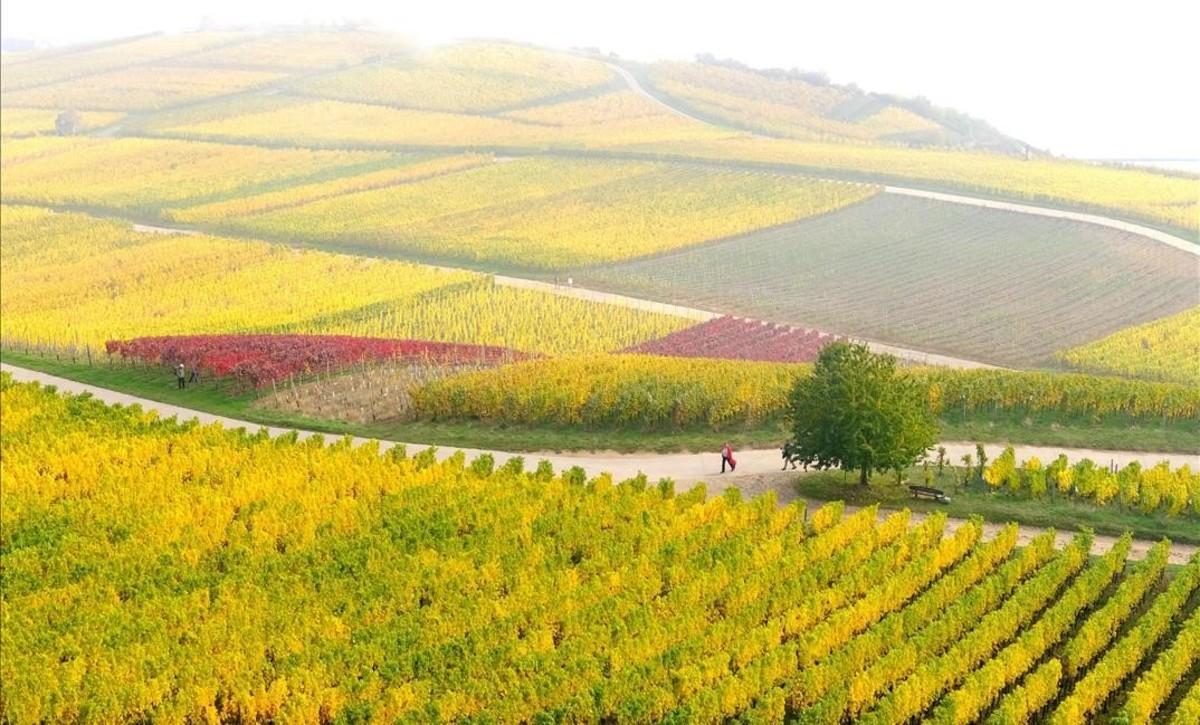 El otoño llena de color las viñas en Ruedesheim, Alemania.