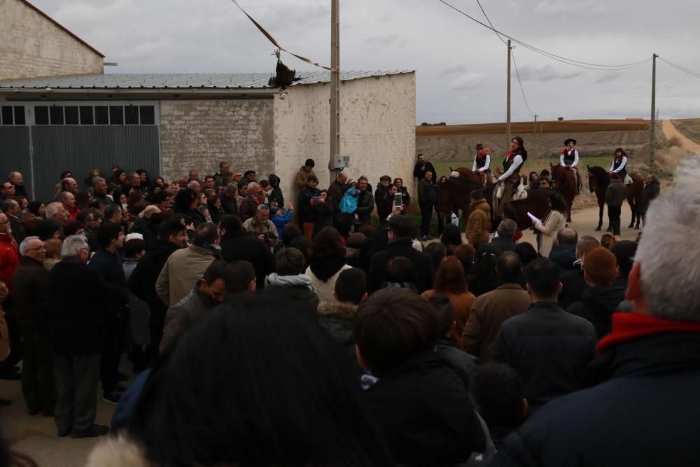 Carrera de gallos de San Miguel de la Ribera