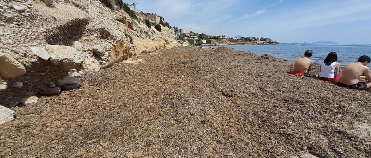 Tres jóvenes toman el sol hace unos días sobre las algas que cubren por completo l&#039;Almadrava