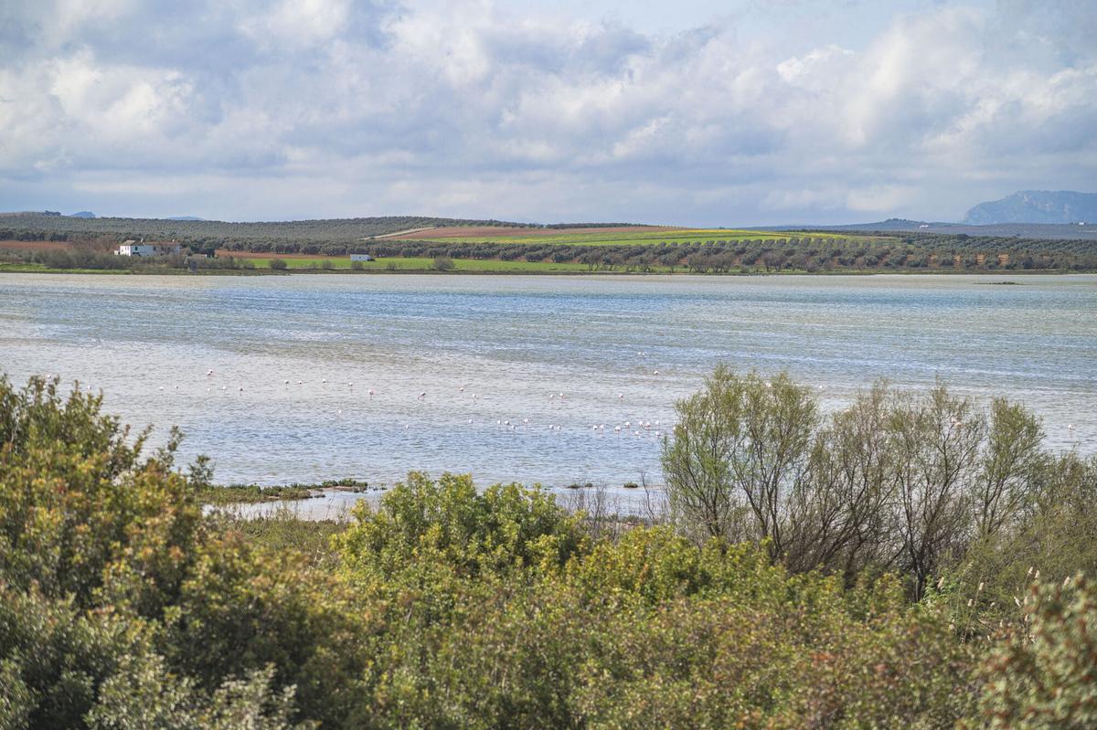 La laguna de Fuente de Piedra se recupera tras las últimas lluvias