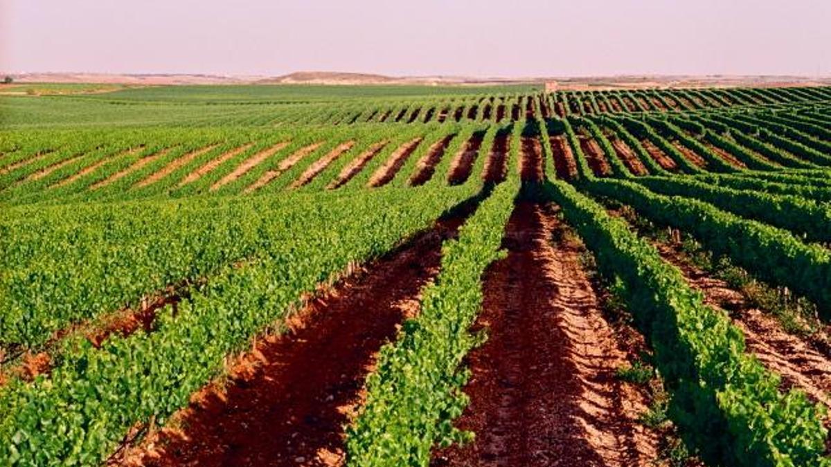 Hermanos Torcal dispone de 120 hectáreas de viñedos a 650 metros de altitud en los que cultivan diferentes variedades de uva