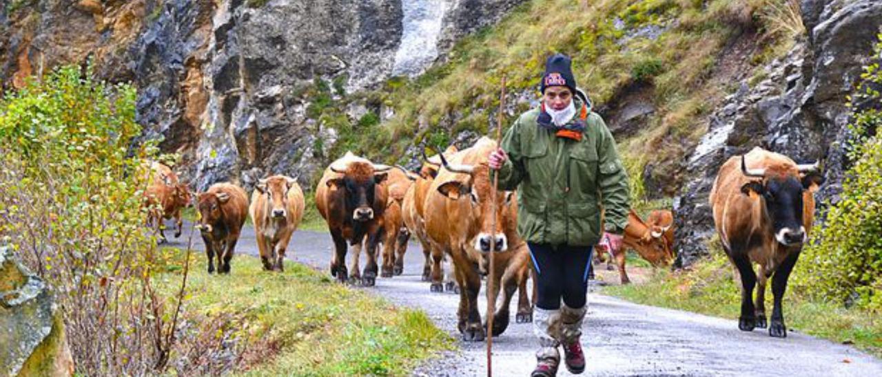 Un ganadero practicando la trashumancia en Asturias