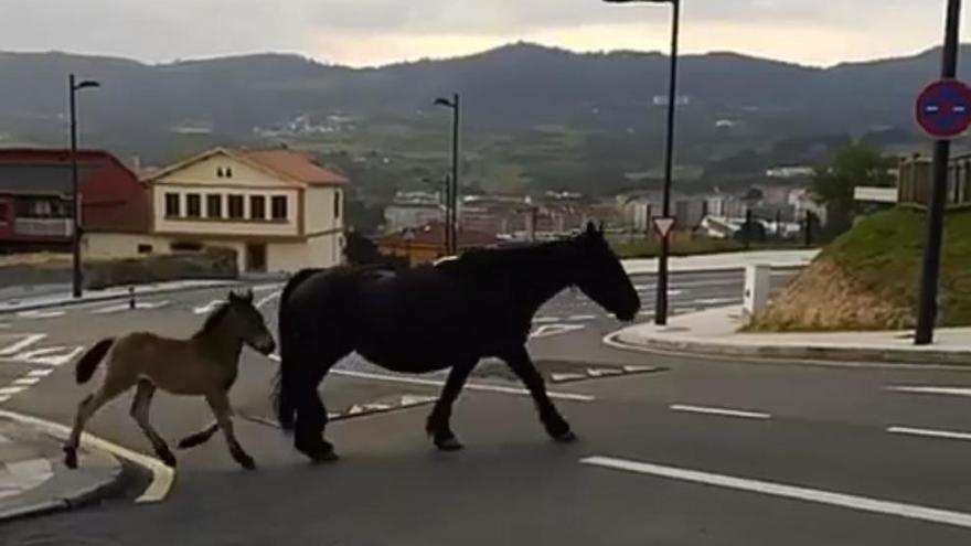 Un grupo de caballos, de paseo por Olivares