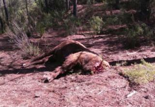 Hallado decapitado en la Reserva de Valdeserrillas el bisonte alfa de la manada