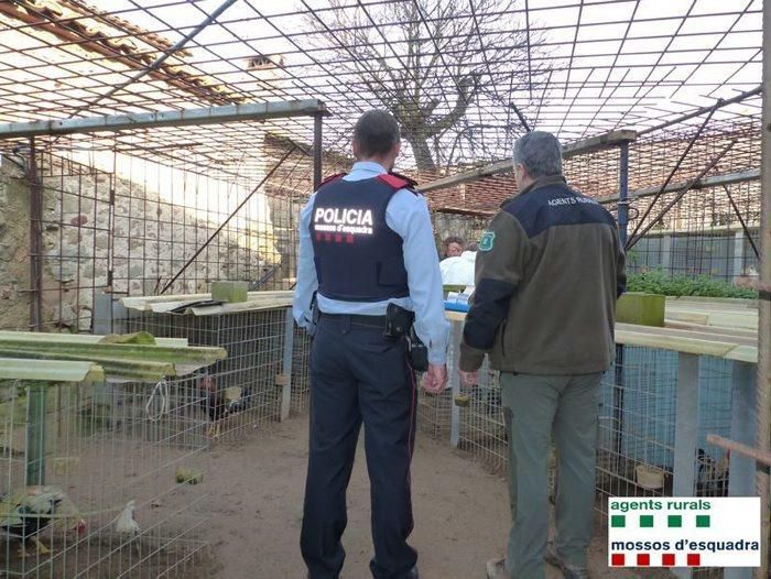 La policia i els agents rurals amb les aus comissades a Sant Joan de Mollet