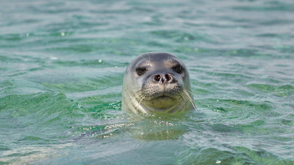 Los pescadores temen la ruina con la vuelta de la foca monje a Canarias