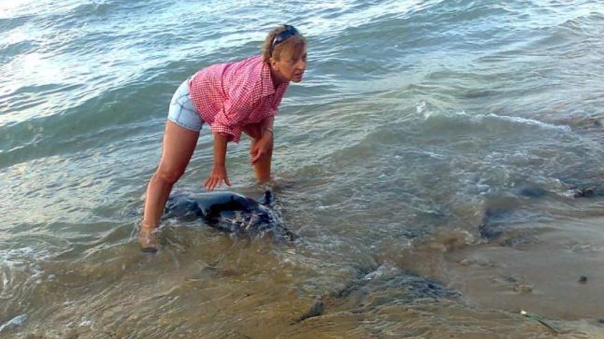 Hallan los restos de un delfín en Cabo Cervera