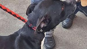 Un any de presó per a la falsa animalista que gairebé mata de gana els seus gossos