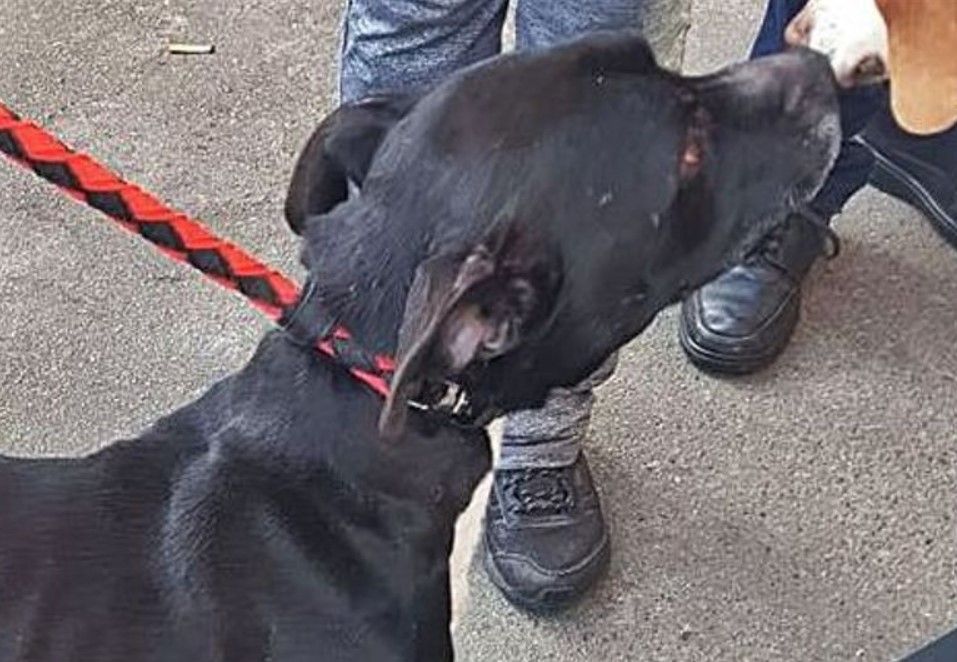 Tyson”, con voluntarios de “Una y mil huellas Protectora”, tras ser rescatado en Villanueva.