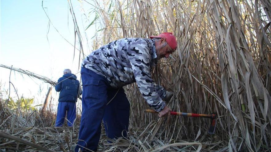 Conoce cómo serán las cañas para la Romeria de este año