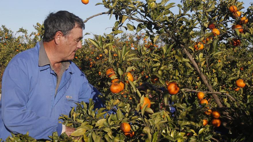 Algemesí dedica una feria a la naranja para reivindicar el campo
