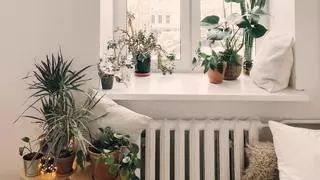 5 ideas para decorar tu casa con plantas