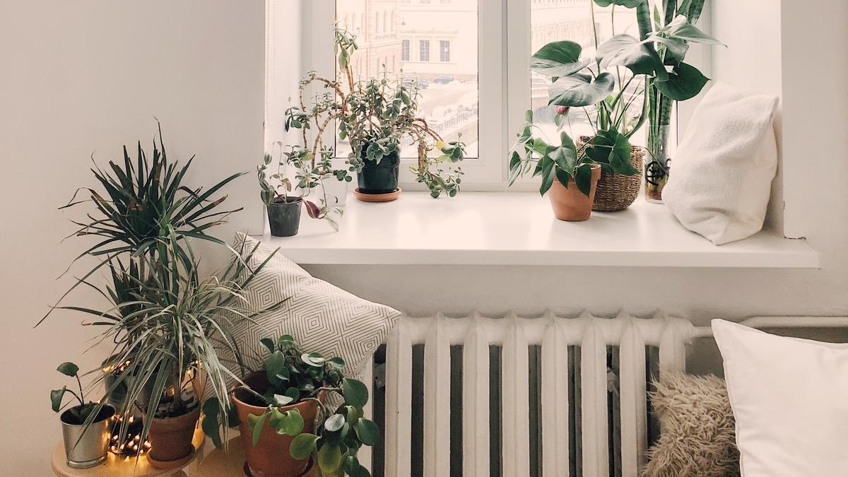 Ideas para decorar con plantas y darle un toque verde a tu casa