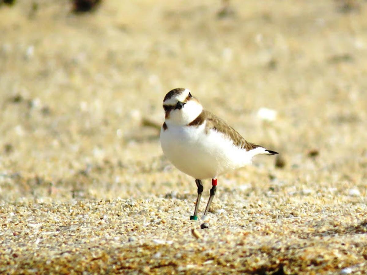 Un chorlitejo anillado en una playa de O Grove.