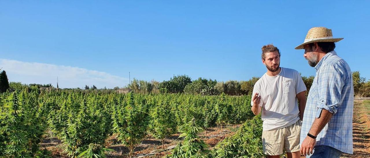 Cáñamo, el futuro oro verde