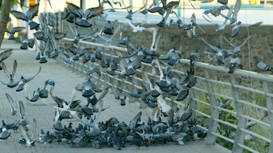 Palomas en Santa Cruz de Tenerife.