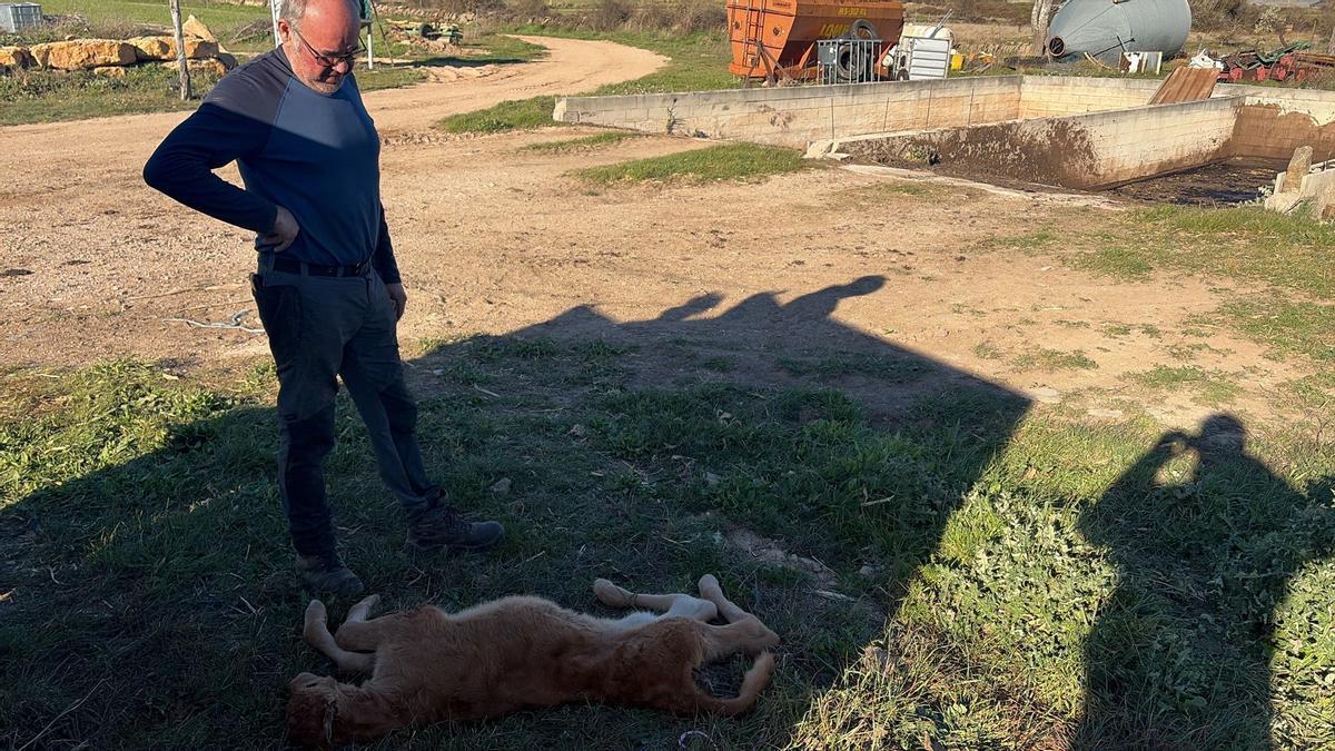 Vídeo: Ataque de buitres en Morella