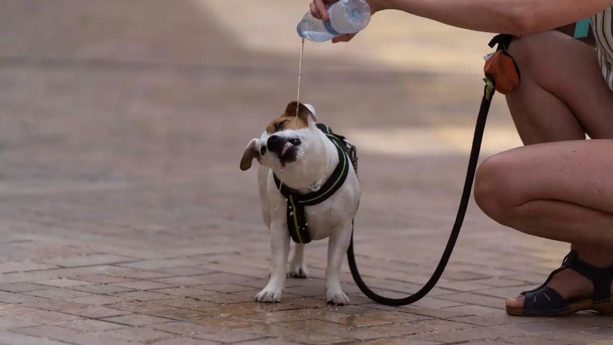 Una persona refresca a su perro.