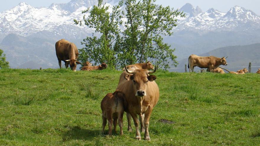 Vacas de la raza Asturiana de los Valles