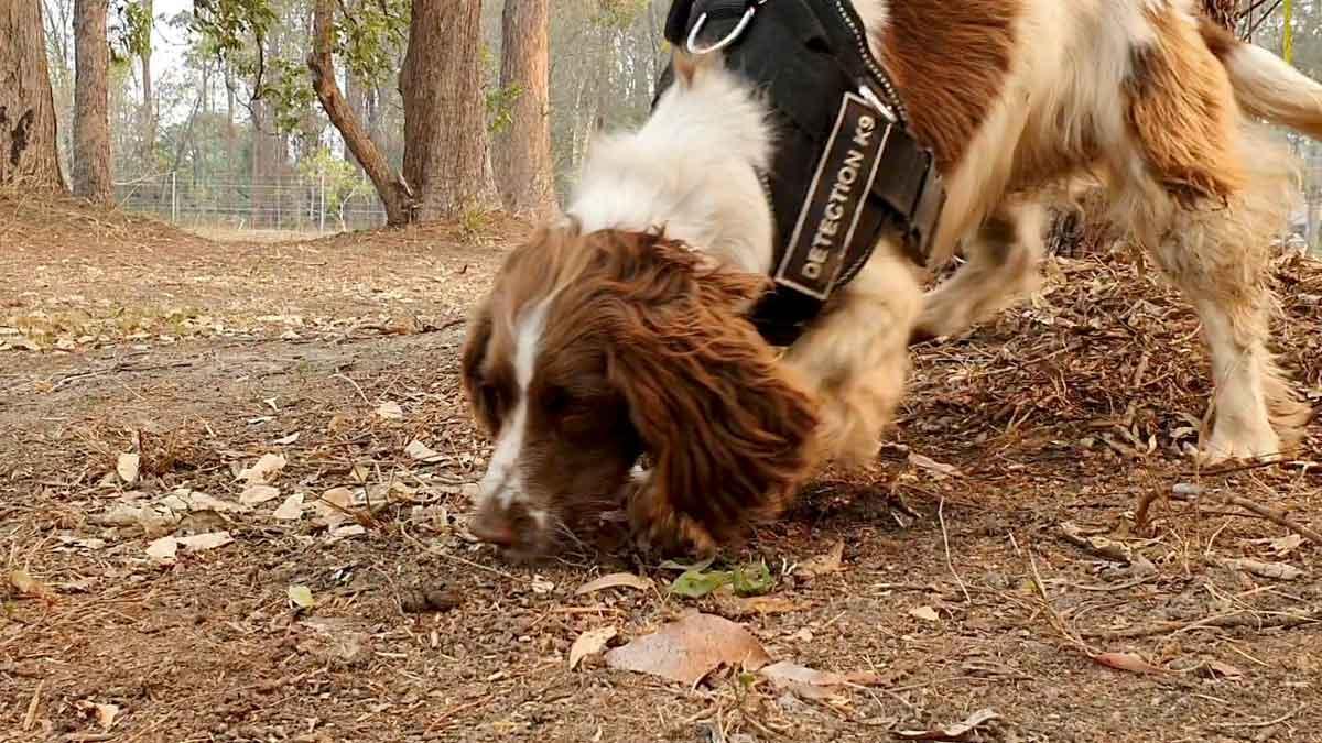 Una perra ayuda a rescatar koalas en los enormes incendios de Australia. En la imagen, la perrita Taylor.