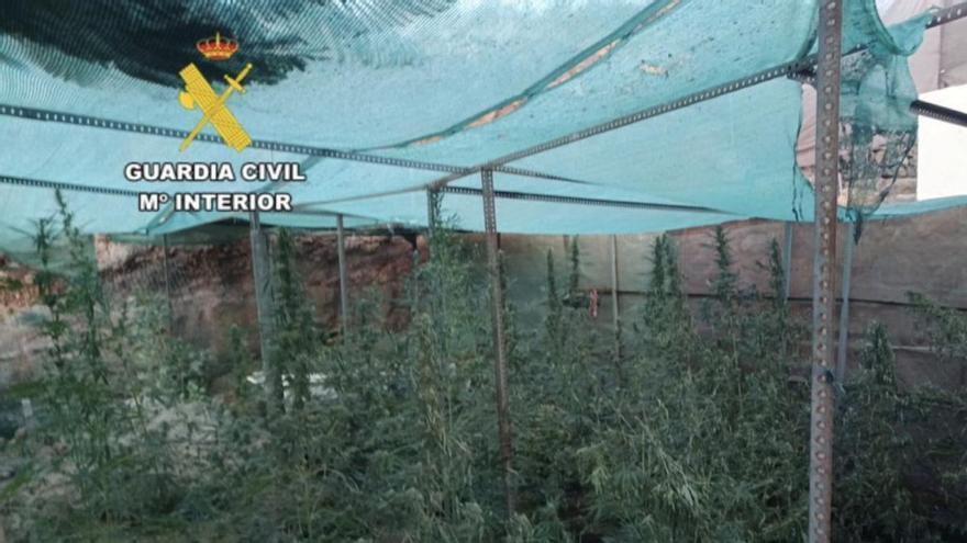 На Тенеріфе під час гасіння пожежі виявили плантацію канабісу