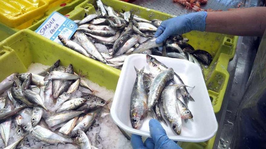 Sardina ibérica en el mercado coruñés de San Agustín.