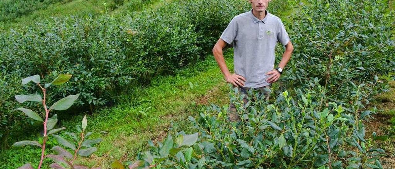 Rodrigo Llera Cuétara, en su plantación de arándanos en Viobes (Nava).