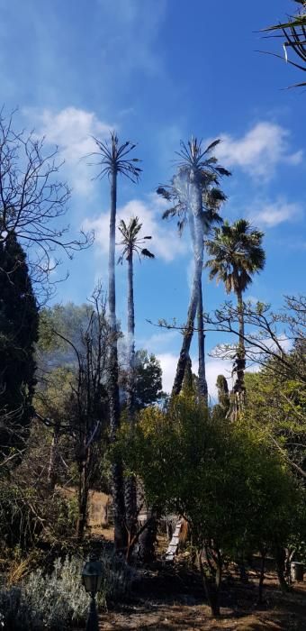 Incendio de cuatro palmeras en Bandama