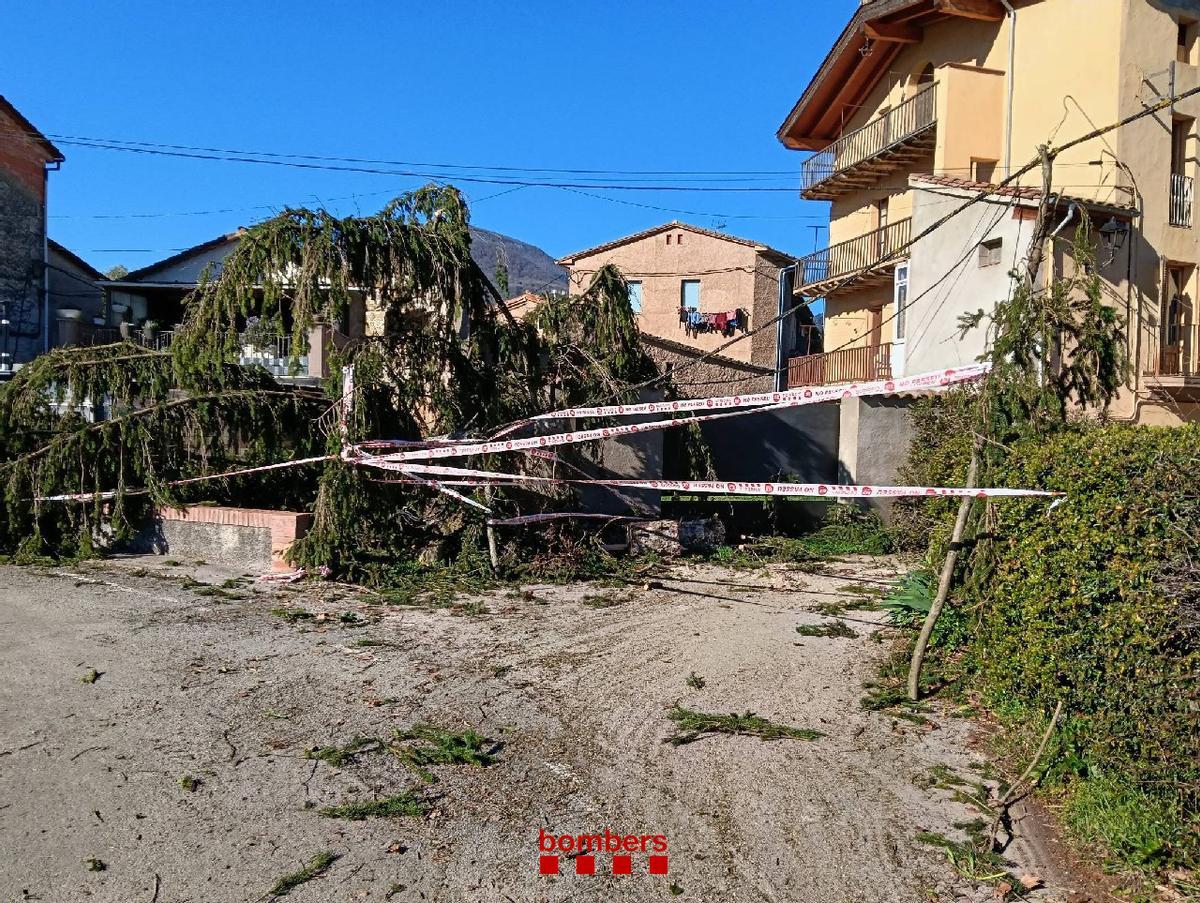 L'arbre que havia caigut a la Vall d'en Bas i que ha afectat cablejat.