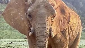 El planeta ha perdut el 73% de vertebrats en només 50 anys